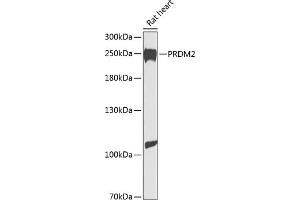 Western blot analysis of extracts of rat heart, using PRDM2 antibody  at 1:1000 dilution.