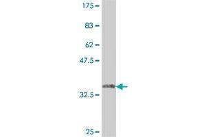 Western Blot detection against Immunogen (35. (USP49 antibody  (AA 275-362))