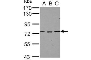 Western Blotting (WB) image for anti-Splicing Regulatory Glutamine/lysine-Rich Protein 1 (SREK1) (AA 274-463) antibody (ABIN1501124)