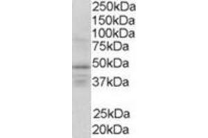 Image no. 1 for anti-Retinoid X Receptor, gamma (RXRG) (Internal Region) antibody (ABIN374479) (Retinoid X Receptor gamma antibody  (Internal Region))