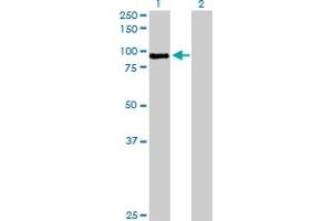 Western Blot analysis of MST1 expression in transfected 293T cell line by MST1 MaxPab polyclonal antibody. (MST1 antibody  (AA 1-711))