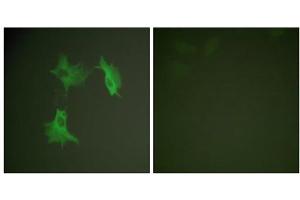 Immunofluorescence analysis of NIH/3T3 cells, using Tubulin alpha antibody. (alpha Tubulin antibody  (C-Term))