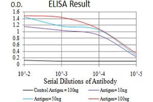 Fig. (CBX2 antibody  (AA 402-525))