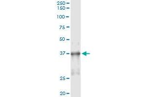 Immunoprecipitation of NKX2-5 transfected lysate using anti-NKX2-5 monoclonal antibody and Protein A Magnetic Bead , and immunoblotted with NKX2-5 MaxPab rabbit polyclonal antibody. (NK2 Homeobox 5 antibody  (AA 1-130))