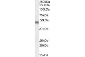 ABIN238541 (0. (KCNJ11 antibody  (Internal Region))