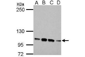 FBLN2 Antikörper  (N-Term)