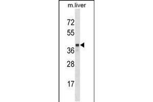 Western blot analysis in mouse liver tissue lysates (35ug/lane). (SEC14L2 antibody  (N-Term))