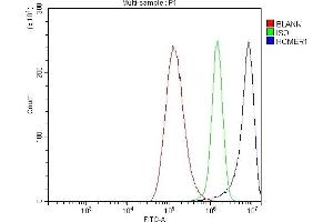 Flow Cytometry analysis of A549 cells using anti-HOMER1 antibody (ABIN7599982).