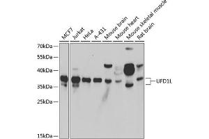 Western blot analysis of extracts of various cell lines, using UFD1L antibody (ABIN6128890, ABIN6149889, ABIN6149890 and ABIN6222526) at 1:1000 dilution.