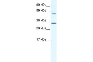 MESP2 antibody (20R-1126) used at 0. (Mesp2 antibody  (C-Term))