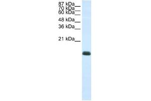 ZNF786 antibody (20R-1235) used at 0.