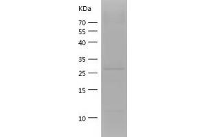 Western Blotting (WB) image for Apolipoprotein A-I (APOA1) (AA 25-267) protein (His-IF2DI Tag) (ABIN7121863) (APOA1 Protein (AA 25-267) (His-IF2DI Tag))