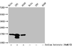 Western Blot Detected samples: Hela whole cell lysate, 293 whole cell lysate, A549 whole cell lysate, Untreated (-) or treated (+) with 30 mM sodium butyrate for 4h All lanes: HIST1H3A antibody at 1:100 Secondary Goat polyclonal to rabbit IgG at 1/50000 dilution Predicted band size: 16 kDa Observed band size: 16 kDa (HIST1H3A antibody  (acLys37))