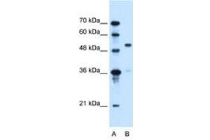 Image no. 2 for anti-Solute Carrier Family 37 (Glycerol-3-Phosphate Transporter), Member 3 (SLC37A3) (AA 224-273) antibody (ABIN6736664)