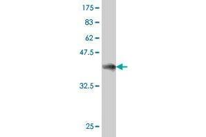 Western Blot detection against Immunogen (37 KDa) . (GULP1 antibody  (AA 1-100))
