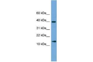 ATP6V1G2 antibody  (Middle Region)
