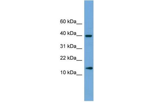 ATP6V1G2 antibody  (Middle Region)