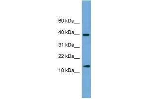 WB Suggested Anti-ATP6V1G2 Antibody Titration: 0.