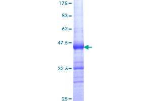 INTS6 Protein (AA 779-887) (GST tag)