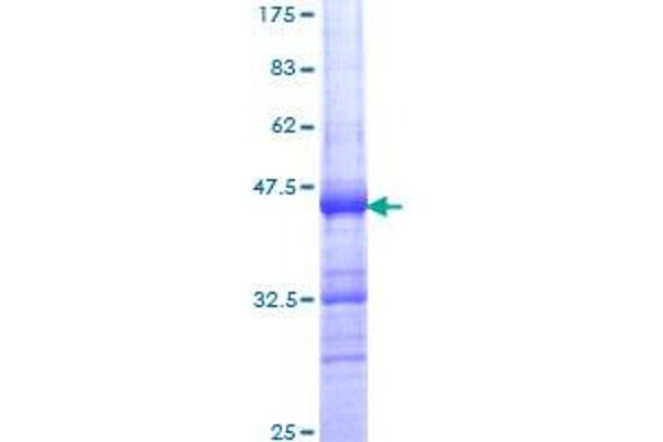 INTS6 Protein (AA 779-887) (GST tag)