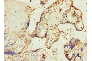 Immunohistochemistry of paraffin-embedded human placenta tissue using ABIN7168157 at dilution of 1:100 (Ribose 5-Phosphate Isomerase A (RPIA) (AA 82-311) antibody)