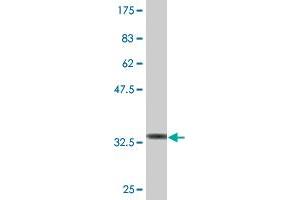 Western Blot detection against Immunogen (36. (ALX3 antibody  (AA 150-249))