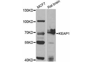 Western blot analysis of extracts of various cell lines, using KEAP1 antibody (ABIN5998062) at 1/1000 dilution. (KEAP1 antibody)