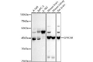 Western blot analysis of extracts of various cell lines, using GPRC5B antibody (ABIN7267316) at 1:500 dilution. (GPRC5B antibody)