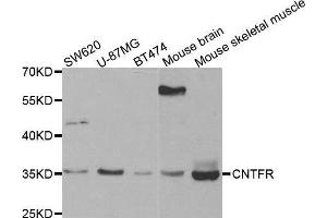 Western blot analysis of extracts of various cell lines, using CNTFR antibody. (CNTF Receptor alpha antibody  (AA 190-340))