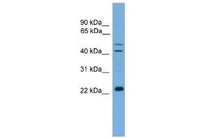 CHP antibody used at 0. (CHP antibody  (N-Term))