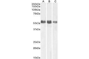 ABIN5539470 (0. (ALPL antibody  (AA 42-53))