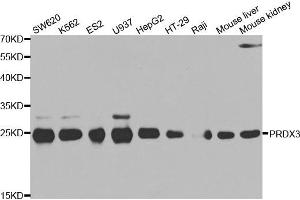 Western blot analysis of extracts of various cell lines, using PRDX3 antibody (ABIN5971574) at 1/500 dilution. (Peroxiredoxin 3 antibody)