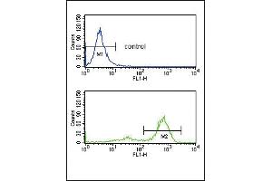 ETV6 Antibody (N-term) (ABIN652863 and ABIN2842561) flow cytometry analysis of K562 cells (bottom histogram) compared to a negative control cell (top histogram). (ETV6 antibody  (N-Term))