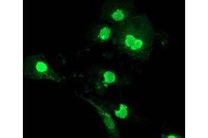 Anti-LENG1 mouse monoclonal antibody (ABIN2454706) immunofluorescent staining of COS7 cells transiently transfected by pCMV6-ENTRY LENG1 (RC204931). (Leng1 antibody)