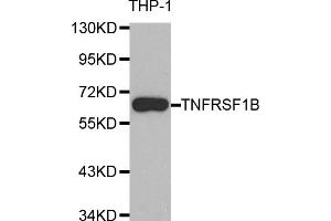 Western blot analysis of extracts of THP-1 cells, using TNFRSF1B antibody (ABIN5970147) at 1/1000 dilution.