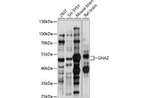 Western blot analysis of extracts of various cell lines, using GNAZ antibody (ABIN7267540) at 1:1000 dilution. (GNaZ antibody  (AA 250-350))