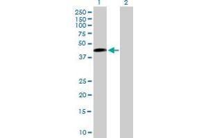 Western Blot analysis of SAV1 expression in transfected 293T cell line by SAV1 MaxPab polyclonal antibody. (SAV1 antibody  (AA 1-383))