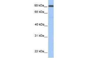 Western Blotting (WB) image for anti-Membrane Metallo-Endopeptidase-Like 1 (MMEL1) antibody (ABIN2459369) (MMEL1 antibody)