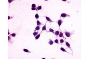 Immunocytochemistry (ICC) image for anti-G Protein-Coupled Receptor 27 (GPR27) (C-Term) antibody (ABIN1048787)