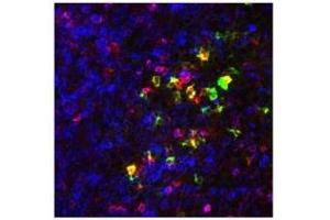 Image no. 2 for anti-Chemokine (C-C Motif) Receptor 9 (CCR9) (AA 3-22) antibody (ABIN1042586) (CCR9 antibody  (AA 3-22))