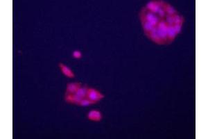 Immunofluorecence staining of GPC3 antibody on HepG2 cells. (Glypican 3 antibody  (AA 529-560))