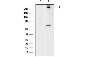 Western blot analysis of lysates from Rat testis, using ATM Antibody.