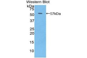 Western Blotting (WB) image for anti-PDGF-BB Homodimer (AA 5-225) antibody (ABIN1860156) (PDGF-BB Homodimer (AA 5-225) antibody)