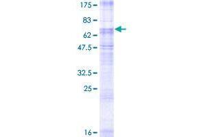 SLC2A8 Protein (AA 1-477) (GST tag)