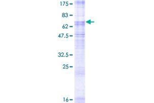 SLC2A8 Protein (AA 1-477) (GST tag)