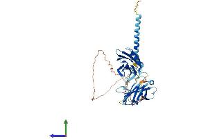 AlphaFold protein structure predicition of Mouse Recombinant Syt11 Protein, UniprotID Q9R0N3 (SYT11 Protein (AA 1-430) (His tag))