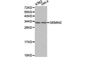 Western Blotting (WB) image for anti-Gem (Nuclear Organelle) Associated Protein 2 (GEMIN2) antibody (ABIN1872798) (SIP1 antibody)