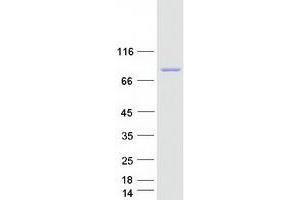 Western Blotting (WB) image for Acyl-CoA Synthetase Long-Chain Family Member 6 (ACSL6) (Transcript Variant 1) protein (Myc-DYKDDDDK Tag) (ABIN2714352)