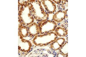 Immunohistochemical analysis of paraffin-embedded H. (ADRA1D antibody  (N-Term))