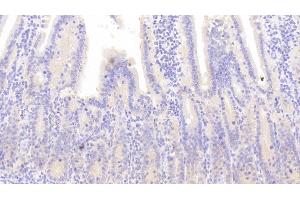 Detection of CD163 in Mouse Small intestine Tissue using Polyclonal Antibody to Cluster Of Differentiation (CD163) (CD163 antibody  (AA 697-972))